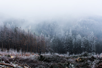 Winter in Czech Republic, icing on the forest.