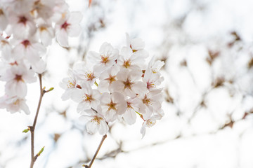 Beautiful cherry blossom sakura in spring time