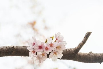 Beautiful cherry blossom sakura in spring time