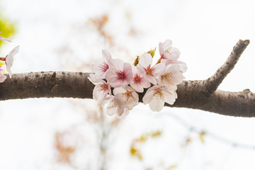 Beautiful cherry blossom sakura in spring time