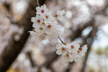 Beautiful cherry blossom sakura in spring time