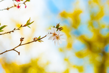 Beautiful cherry blossom sakura in spring time