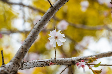 Beautiful cherry blossom sakura in spring time