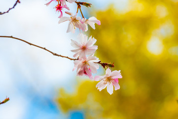 Beautiful cherry blossom sakura in spring time