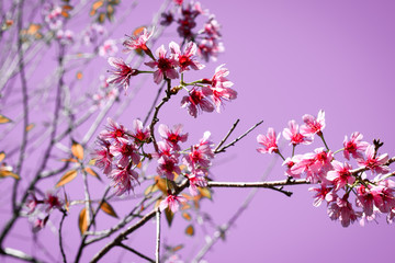 Cherry Blossom blooming in the blue sky background