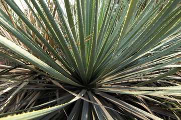 Fototapeta premium A native plant close up at the UNAM Botanical Garden, Mexico City, Mexico.
