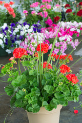 Orange geranium and other flowers  at a local market