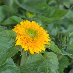 Single Yellow Sunflower