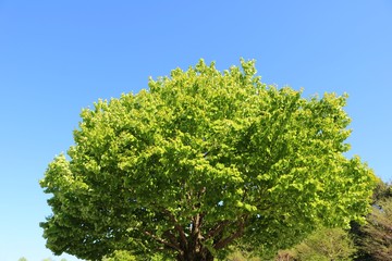 風景　樹木　新緑　丸い　爽やか　春　杤木