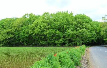 風景　田舎　田んぼ　田植え　ポピー　新緑　杤木