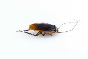 Dead cockroach supine upside isolated on white background