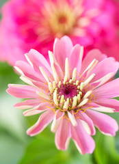 Lovely Pink Zinnias