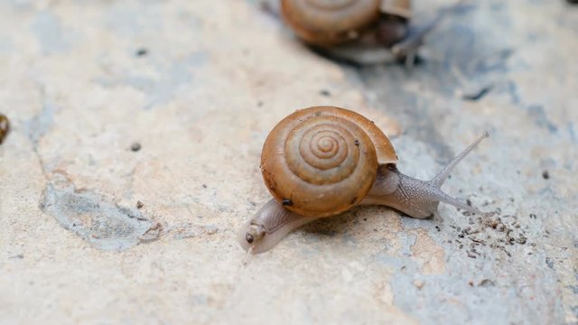 Snails are walking on the floor