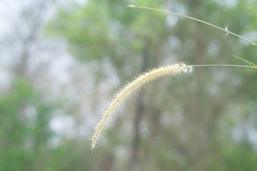 Poaceae with blurred background in country site