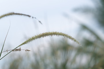 Poaceae with blurred background in country site