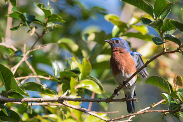 Male bluebird perched on a tree branch.