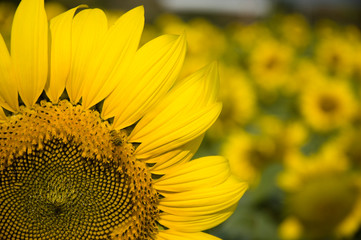 Sunflowers in the garden