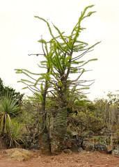 Fototapeta premium Native plants at the UNAM Botanical Garden, Mexico City, Mexico.