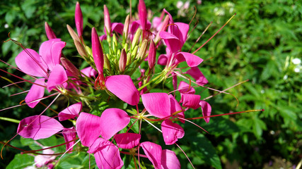  impatiens in the garden