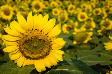 Obraz premium Sunflowers in the garden