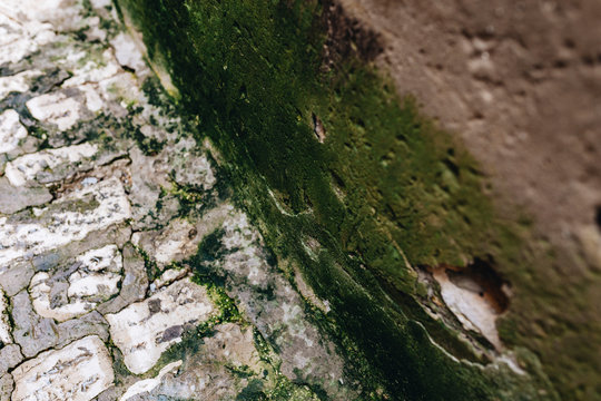 Algae on a wall