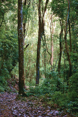 Hiking en el bosque de Costa Rica.