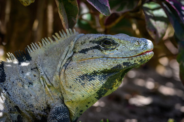 Obraz premium green iguana