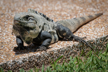 iguana on the path