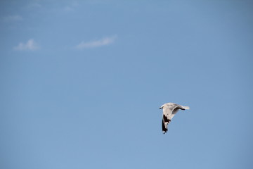 Camping Voyageur Ontario - Gull