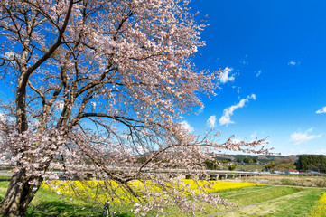 【宮城県鳴子温泉】春の川渡温泉河川敷「菜の花畑」は桜も満開