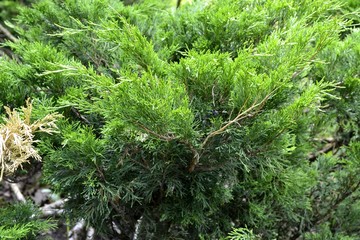 Fototapeta premium green Bush in the Park (needles)