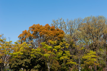 色づいた木々　紅葉