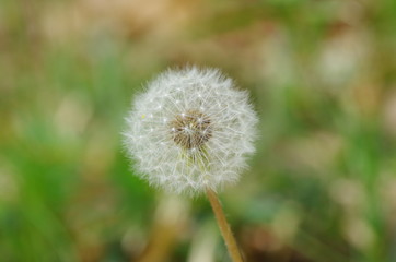 タンポポの綿毛