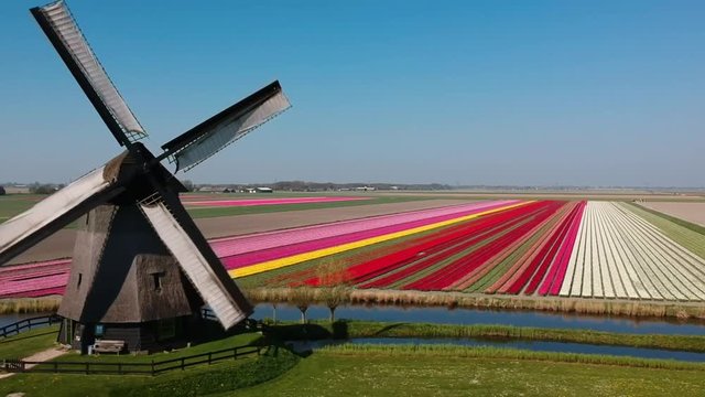 Aerial flying forwards slow to beautiful colorful rows of flowering tulips on big floricultural farmland in front of traditional antique wooden windmill at Schermerhoorn, Netherlands