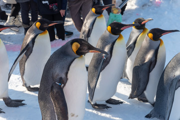 King Penguin walk for exercise