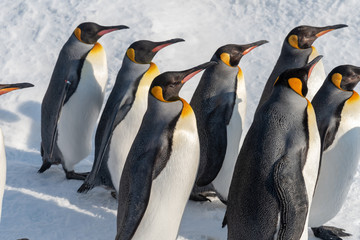 Obraz premium King Penguin walk for exercise