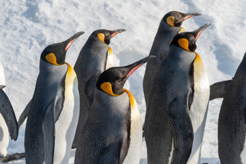 Fototapeta premium King Penguin walk for exercise
