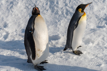 Fototapeta premium King Penguin walk for exercise