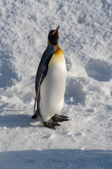 Fototapeta premium King Penguin walk for exercise