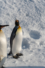 Fototapeta na wymiar King Penguin walk for exercise