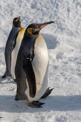King Penguin walk for exercise