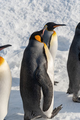 King Penguin walk for exercise