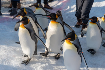 Obraz premium King Penguin walk for exercise
