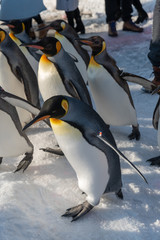 Obraz premium King Penguin walk for exercise