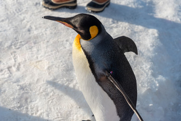 King Penguin walk for exercise