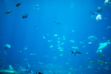 School of various fish swimming together in aquarium