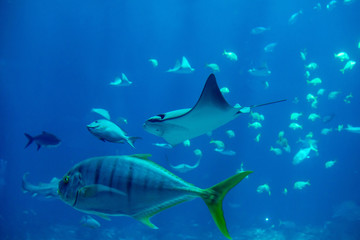 Close up of sting ray