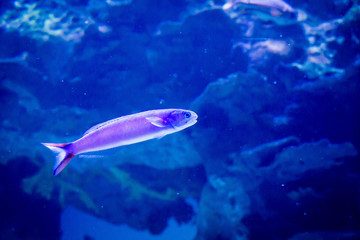 Fototapeta na wymiar Solo pink flasher wasse fish
