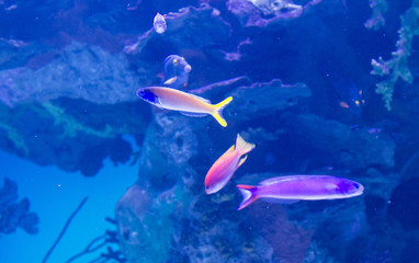 Vibrant pink flasher wasse fish