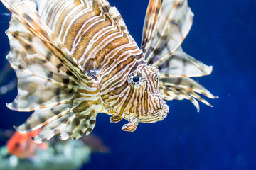 Fanned out mane of lion fish